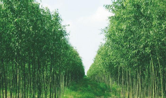 1438147582576238.jpg 979729.jpg