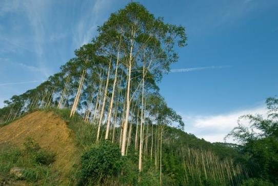 讓桉樹更好地造福人類.jpg