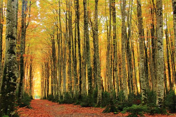 介紹:櫸木可與紅木相媲美 介紹:櫸木可與紅木相媲美