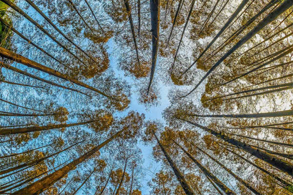 關(guān)于“木種實名制”的那些事！精明的你，都懂了嗎？