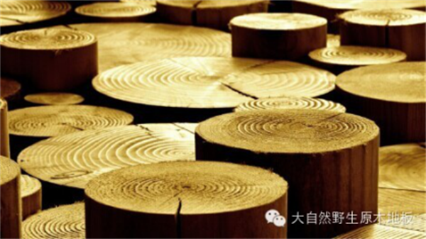 大自然野生原木二翅豆，它最匹配你的野心