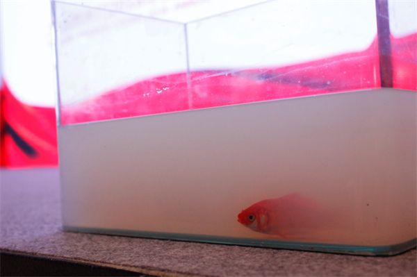 水性漆木門發(fā)布：大自然木門將健康進行到底！