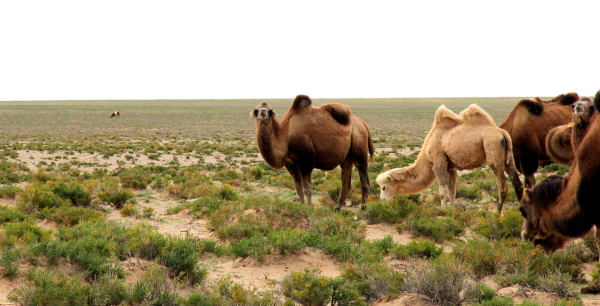 大自然家居挺進阿拉善,揭開神秘的面紗 大自然家居挺進阿拉善,揭開神秘的面紗