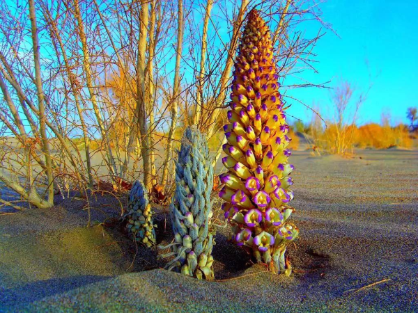 大自然家居挺進阿拉善,揭開神秘的面紗 大自然家居挺進阿拉善,揭開神秘的面紗